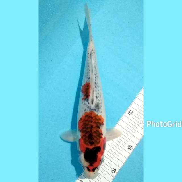 Goshiki 30cm