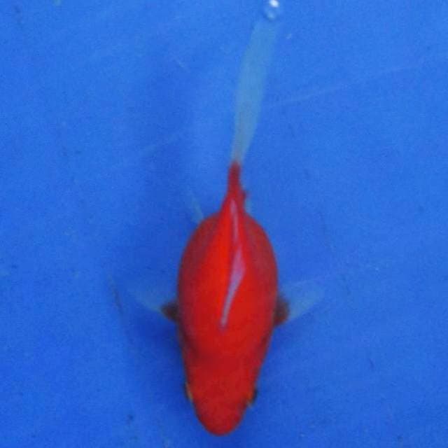 Tamasaba +8cm