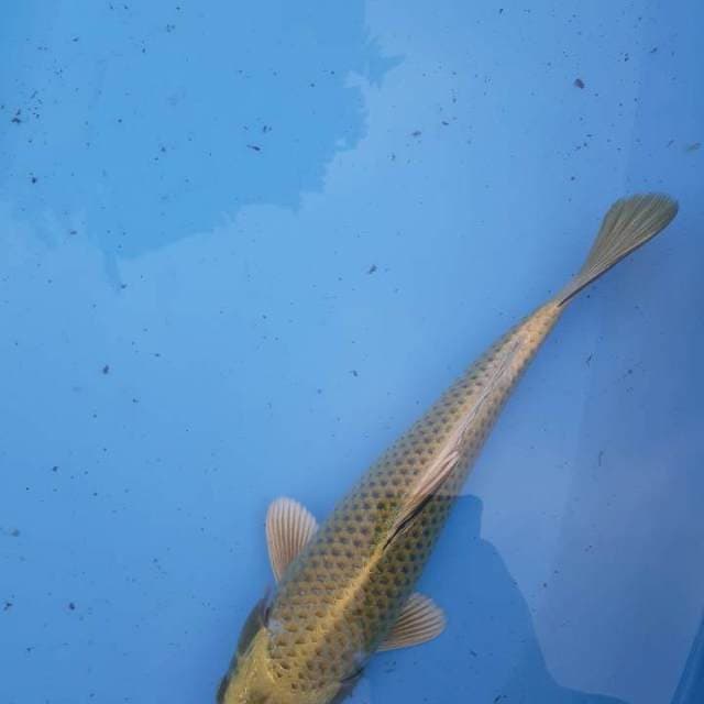 Mukasi