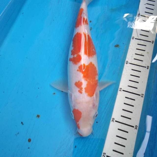 Kohaku joss