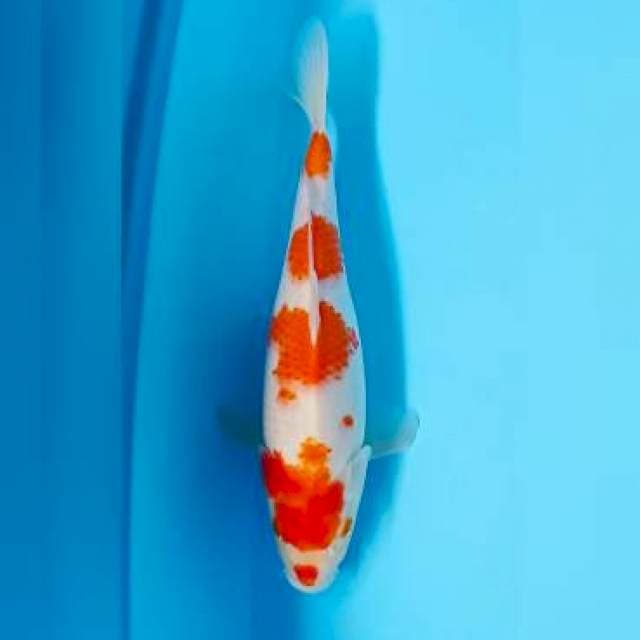 Kohaku