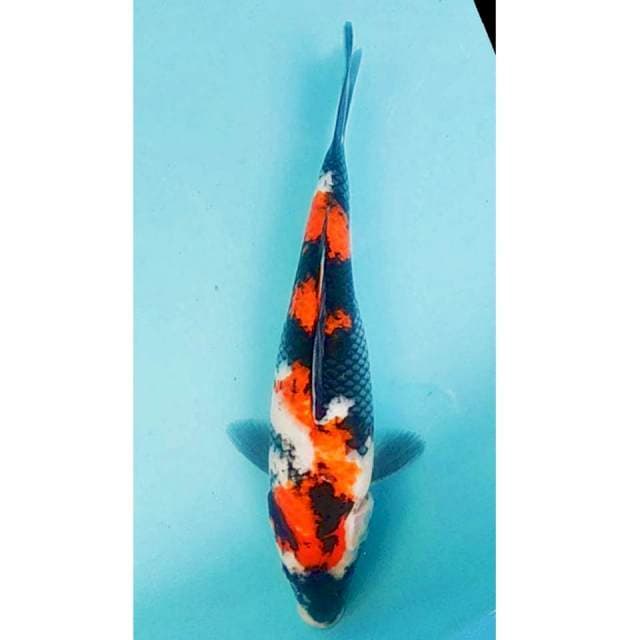 Showa 34cm