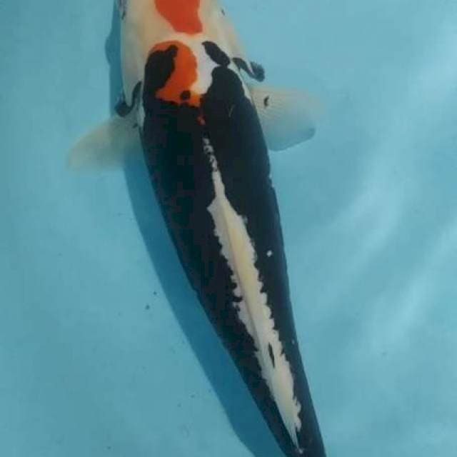 BENI KUMON 33CM