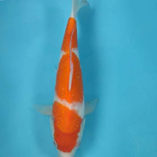 KOHAKU SANDAN 30CM F
