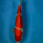 KOHAKU SANDAN 30CM F
