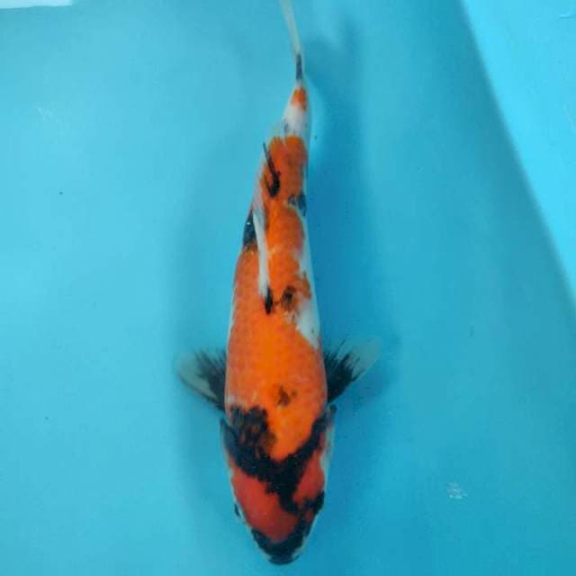 SHOWA 28CM F