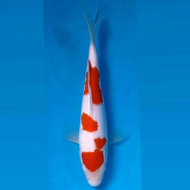 Kohaku, 21 cm