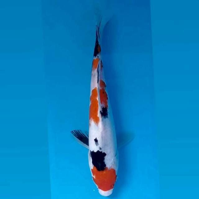 Sanke, 21 cm