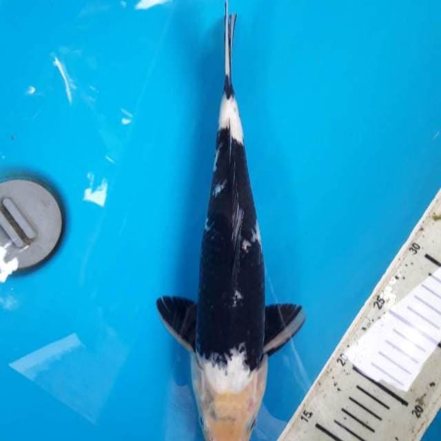 32cm Hageshiro Male