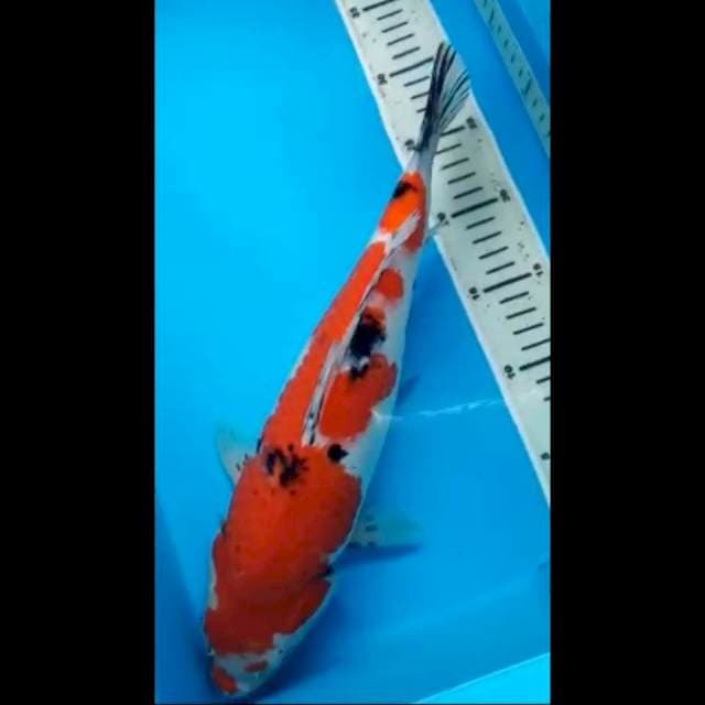 SANKE JUMBO BULKY 38 Cm