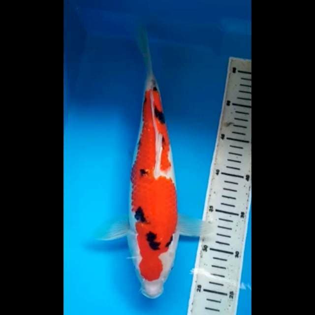 SANKE BULKY 34 Cm