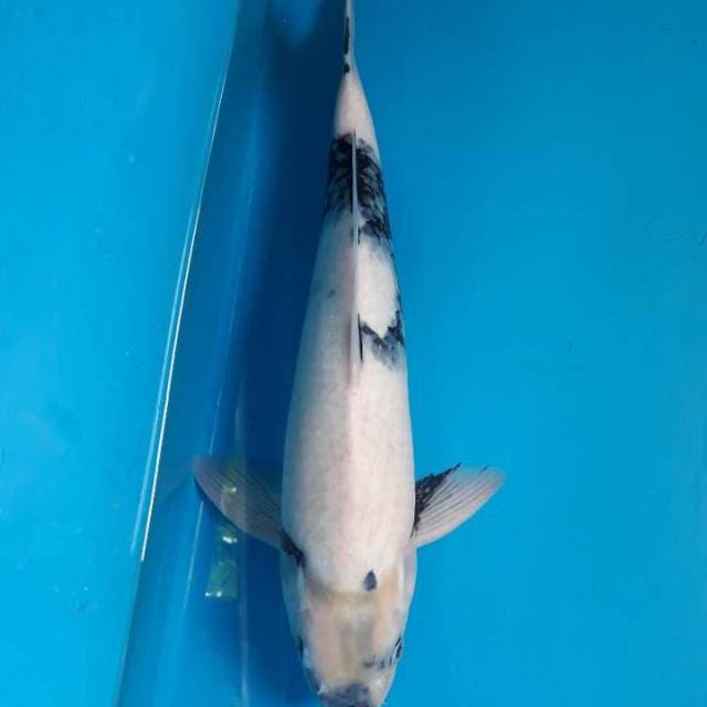 40cm Shiro tategoi Male