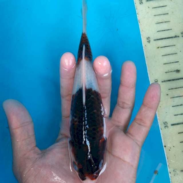 Goromo 16 cm