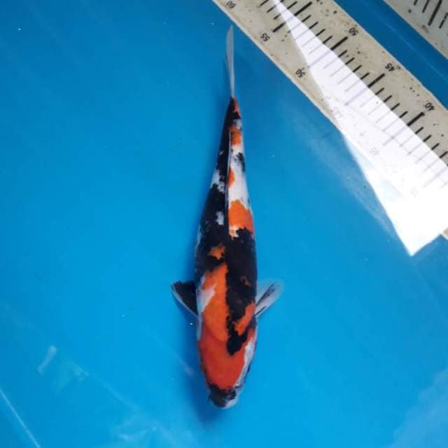 30cm Showa Female