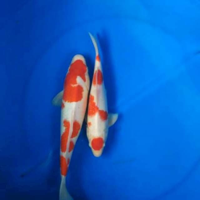 Sk kohaku