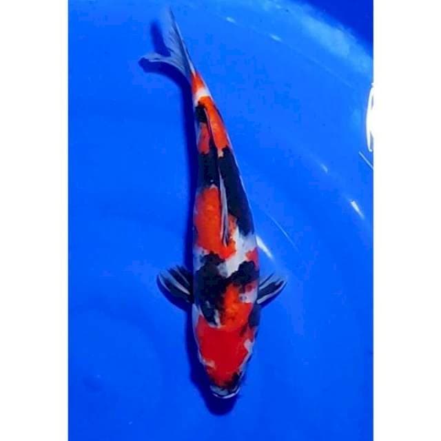 Showa Sanshoku Original 31cm (F)