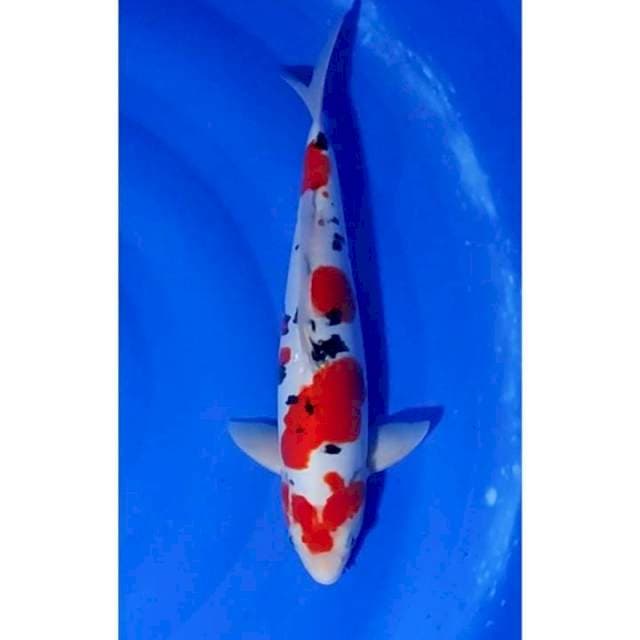 HQ Sanke Doitsu Murni Original Patern 35cm (M)