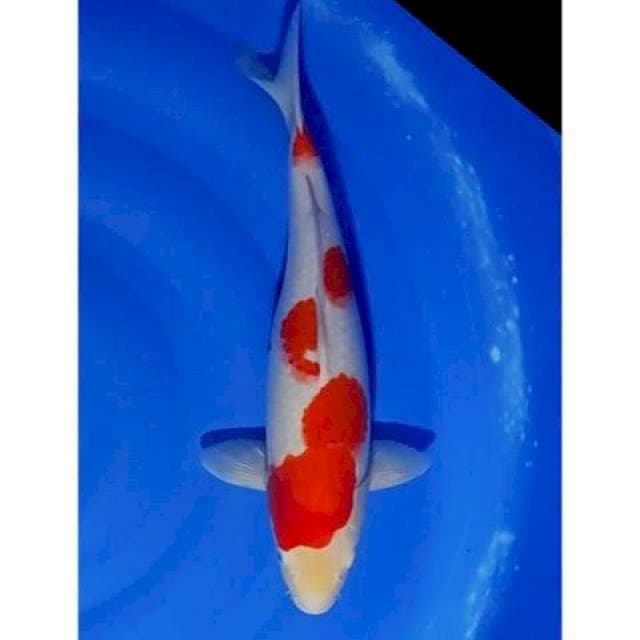High Quality Kohaku Calon Jumbo 39cm (F)