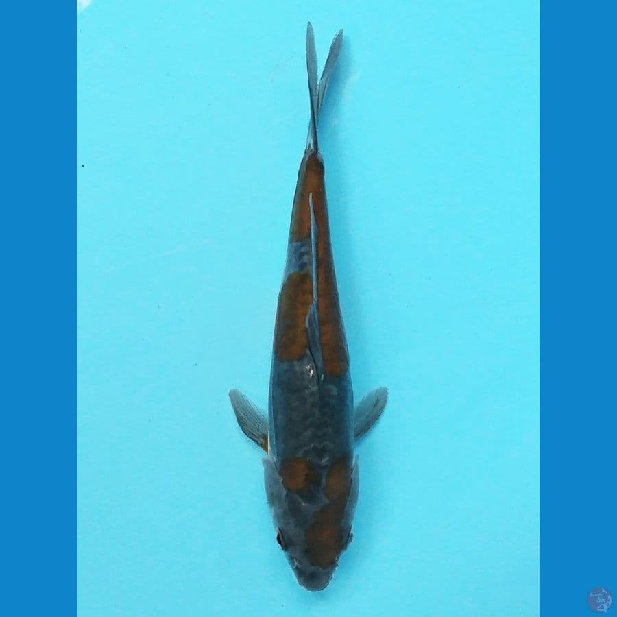 ochiba doitsu 23 cm