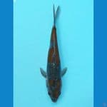 ochiba doitsu 23 cm