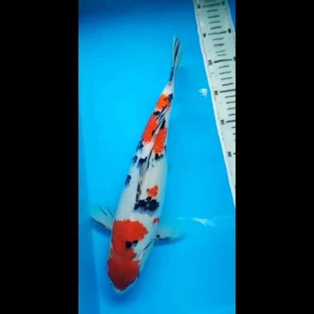 SANKE JANTAN 36 Cm