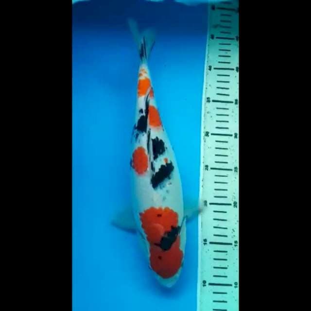 SANKE BERPUNUK 35 Cm
