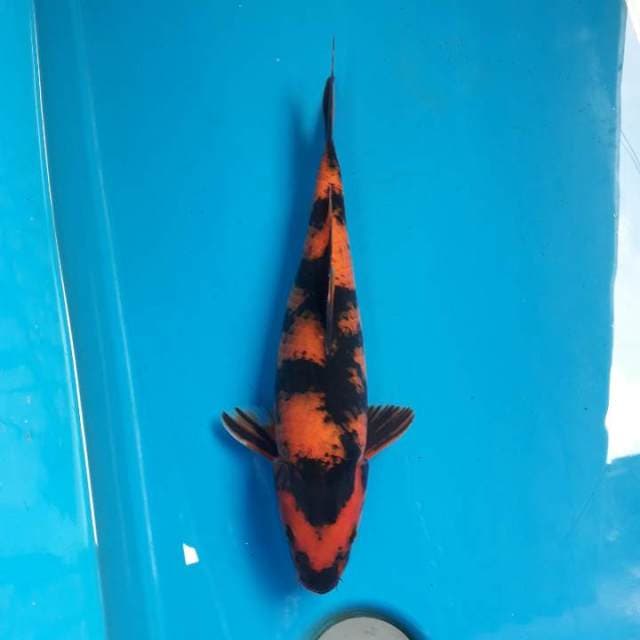 31cm Hi utsuri Female
