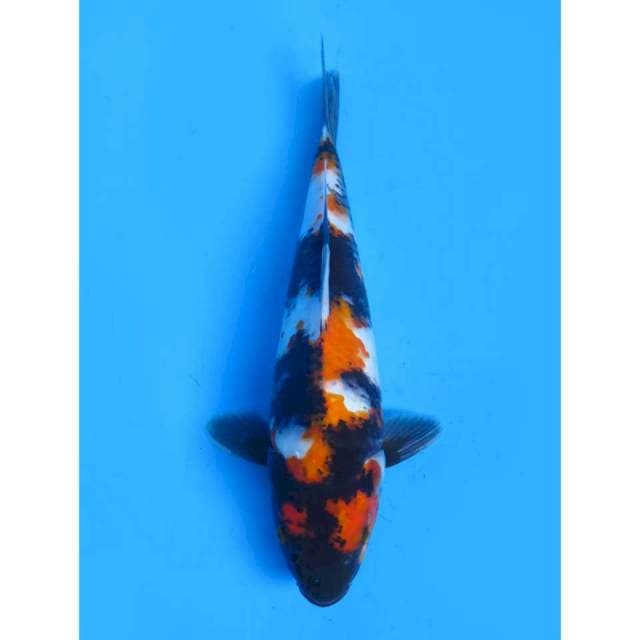 Showa Pola Ori - 28cm Male 