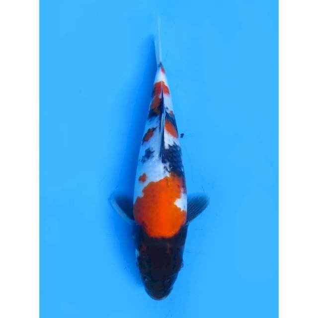 Showa Ninja - 23cm Male