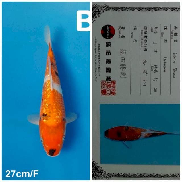 Showa ginrin shinoda 27cm