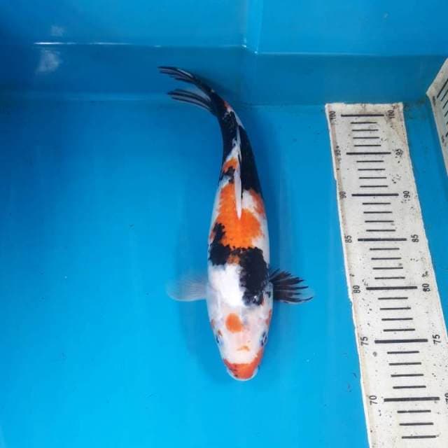 35cm Showa Female