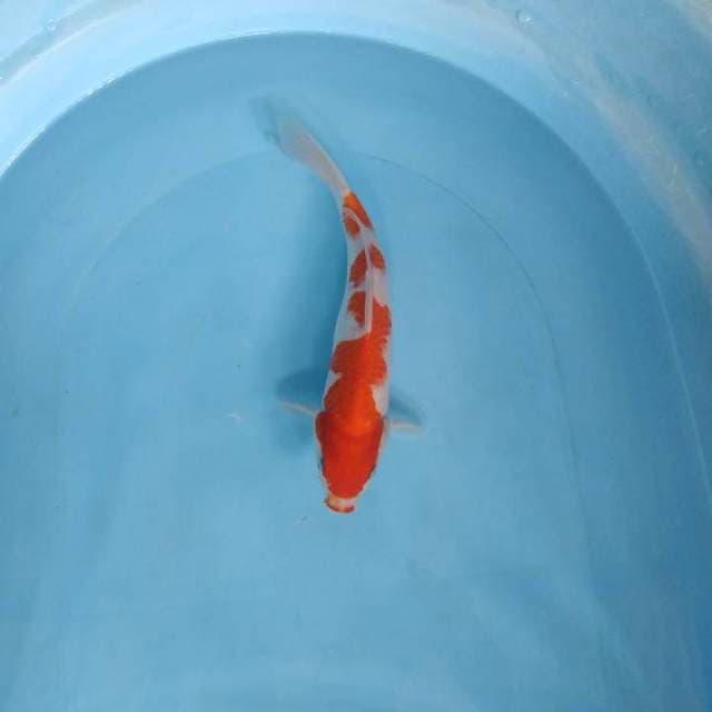 Kohaku 27cm