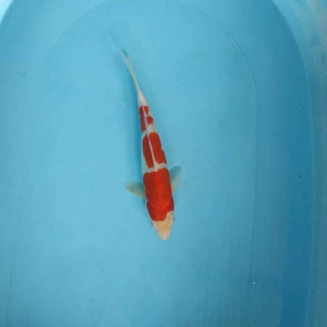 Sandan kohaku 27cm