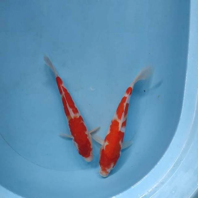 Duo kohaku