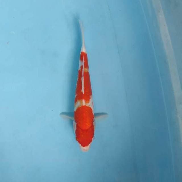 Kohaku 28cm