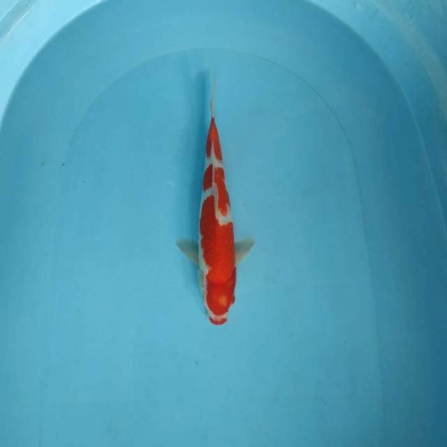 Kohaku 28cm