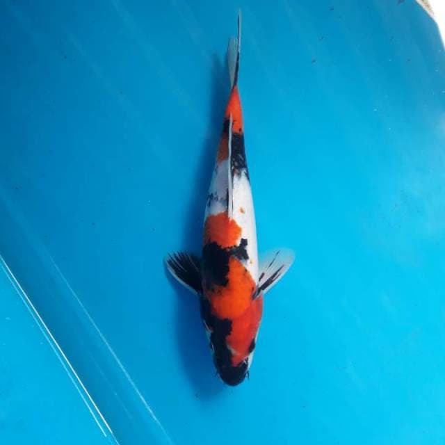 27cm Showa Male