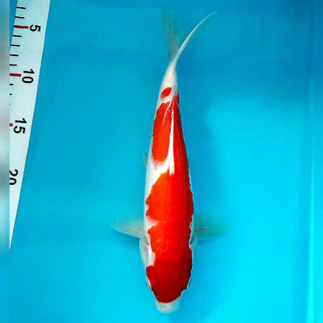 Red kohaku 28cm