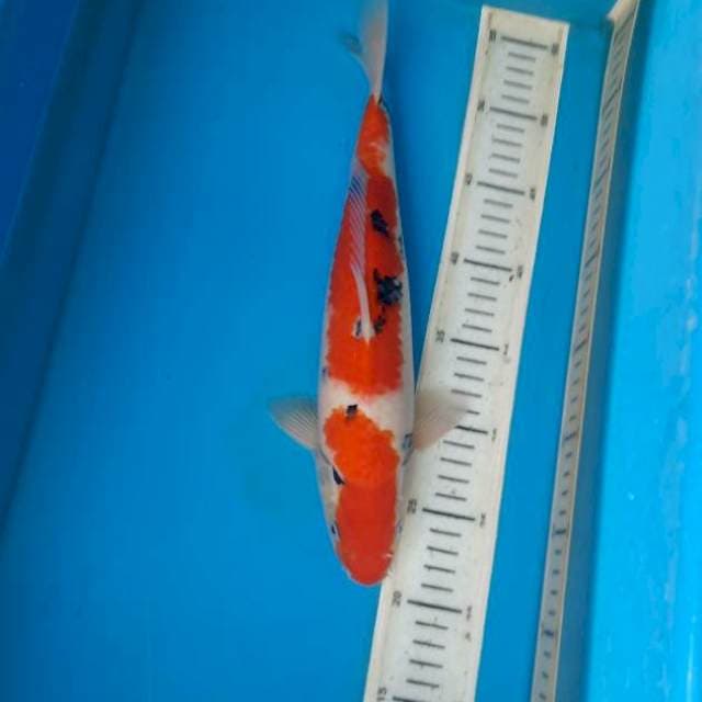 Sanke 33cm male