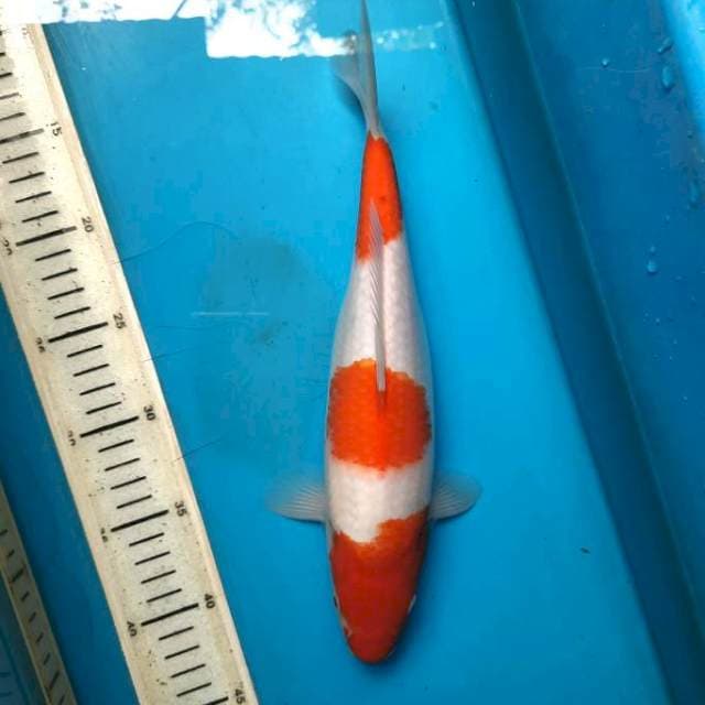 Menkaburi kohaku 31cm female