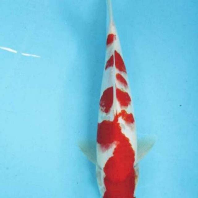 Kohaku 31