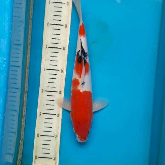 Sanke 31cm male