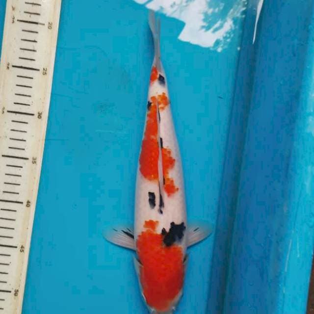 Sanke 36cm female