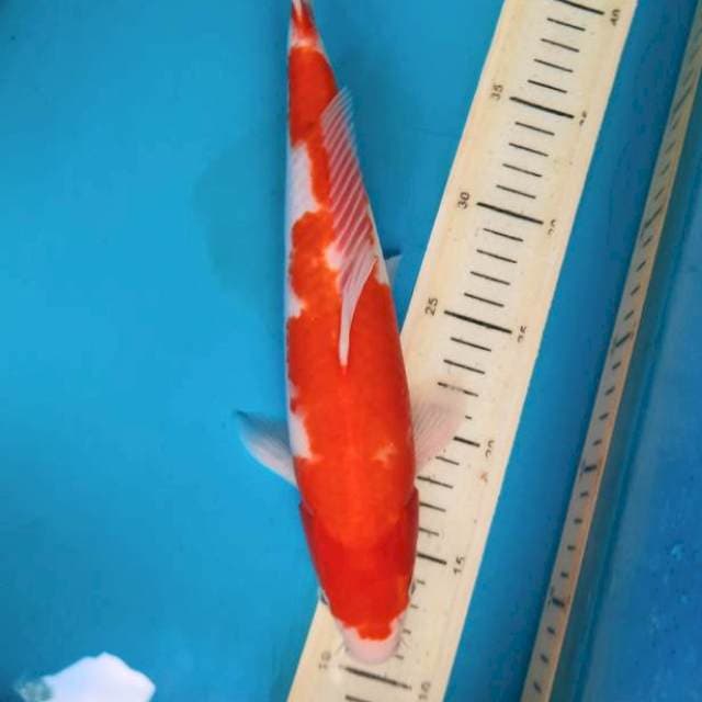 Kohaku 31cm male