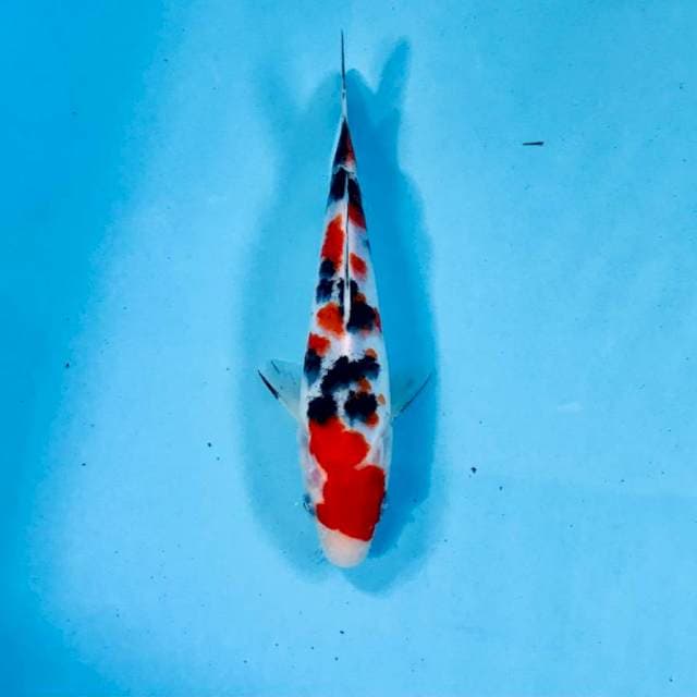 Sanke, 20 cm