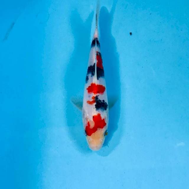 Sanke, 17 cm