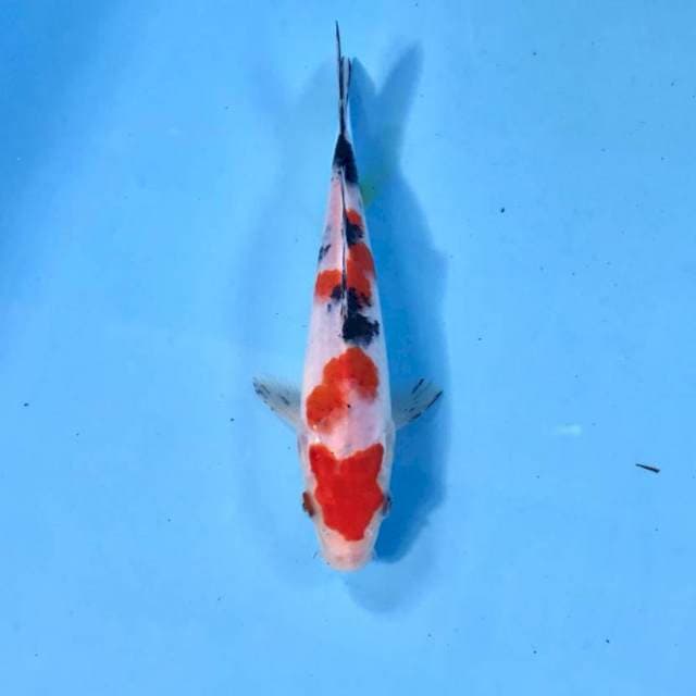 Sanke, 20 cm