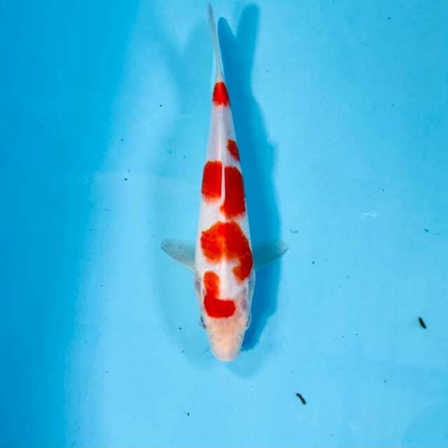 Kohaku, 21 cm