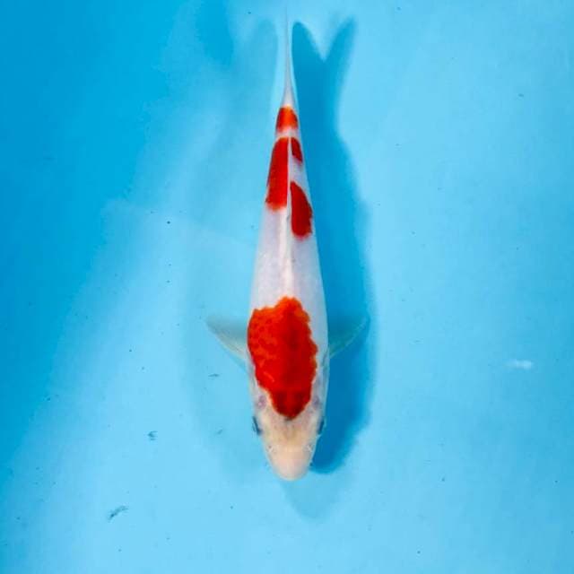 Kohaku, 21 cm