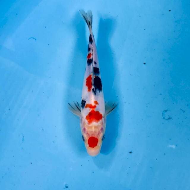 Sanke, 20 cm